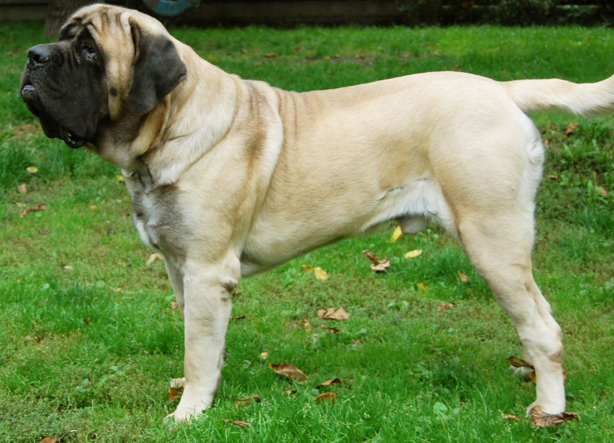 Mastiff